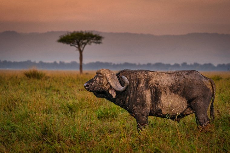 135 Masai Mara, buffel.jpg